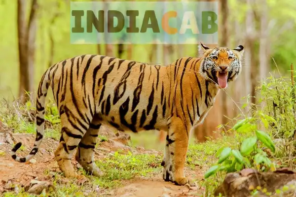 Mumbai to Murtajapur taxi